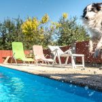 dog jumping into pool for a swim